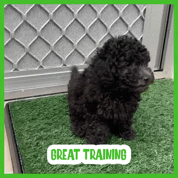 Fűszerű kutya szőnyeg - Doggo